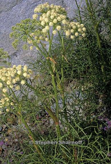 angelica lineariloba 1 graphic